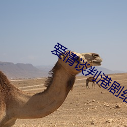 爱情谈判港剧结局