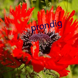 prondig