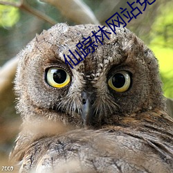 仙蹤林網站免費入口首頁歡迎您