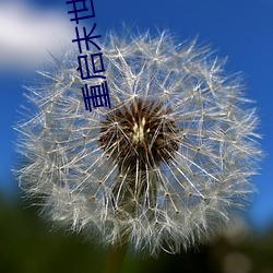 重启末(mò)世