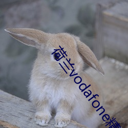 荷兰vodafone精品