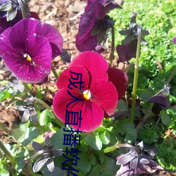 成人直播软件