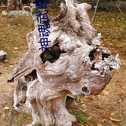 神魂(hún)武尊