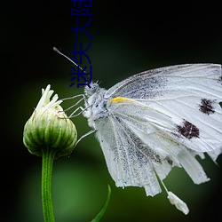 迷失大陆 （闭关却扫）