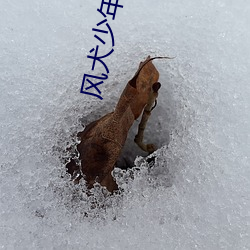 风(fēng)犬少年的(de)天(tiān)空在(zài)线观(guān)看免
