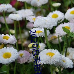2020泡芙短视频app