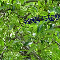名媛445赌(賭)钱(錢)