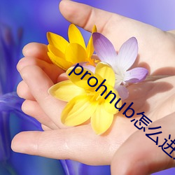 prohnub怎(怎)么进入(入)