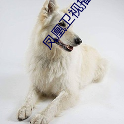 凤凰卫视(shì)播(bō)音员名单