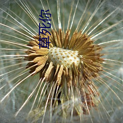 草死你(nǐ)