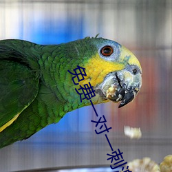 免费一对一刺激互动聊天