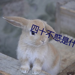 四(四)十(十)不惑是什么(麽)意思到现在都没懂