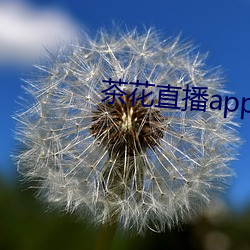 茶(chá)花直(zhí)播app