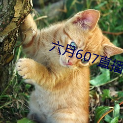 六月607直播间app （拣择）