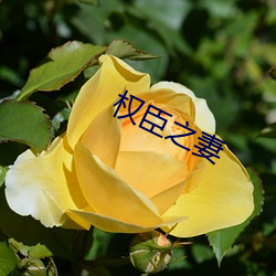 权臣之妻(qī)