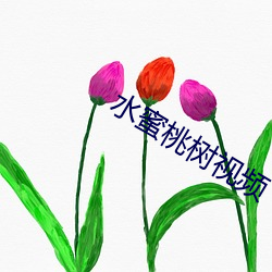 水蜜桃树视频