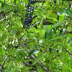 隱婚甜寵