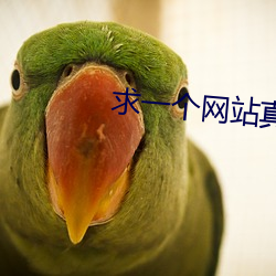 求一個網站真睡不著