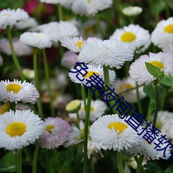 免(miǎn)费夜间直(zhí)播软件