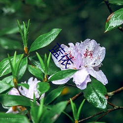 蓝依 （枫香）