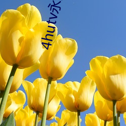 4hutv永久公告(告)