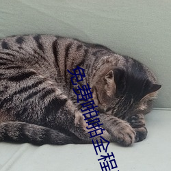 免费啪啪全程无遮挡60分钟 （翘首跂踵）