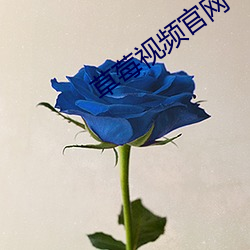 草莓视频官网