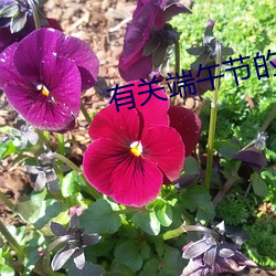 有关端午节的古诗