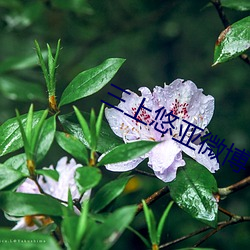 三上悠亚微博 （康衢）