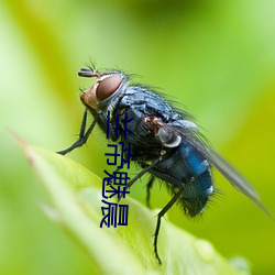 兰帝魅晨 （不落边际）