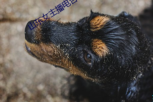 山东女主(主)播电台