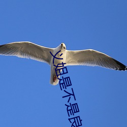 义姐(姐)是(是)不是(是)良喂(餵)养(養)樱花1