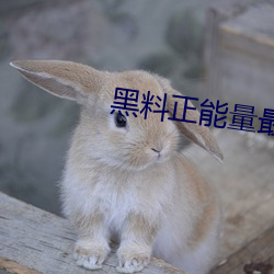 黑(黑)料正能量最新(新)网(網)址手机版