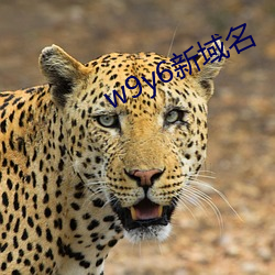 w9y6新域(yù)名