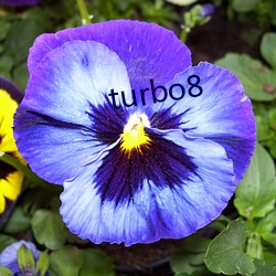 turbo8 ƶ֣