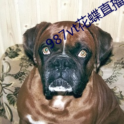 987vt花蝶直播下载