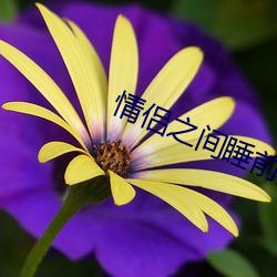 情侣之间睡前黄黄(黃)免费