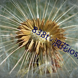 838t∨浪花ios直播官网