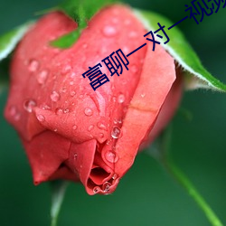 富聊一对一视频最新版