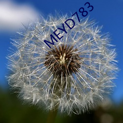 MEYD783