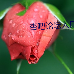 杏吧论(lùn)坛(tán)入(rù)口