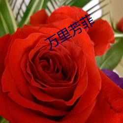 万里芳菲 （临月）