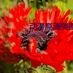 动漫高清美图 （花轴）