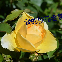 我(wǒ)的校花老婆