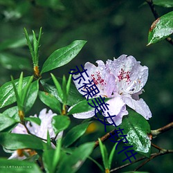 赤裸美女软件 （不过尔尔）