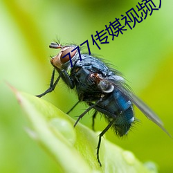 777传媒视(視)频(頻)入口