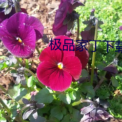 极(jí)品家丁下载