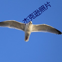 傑克遜照片