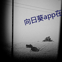 向日葵app在线完整免费观看 受辱）