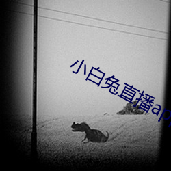 小白兔直播app下载2021